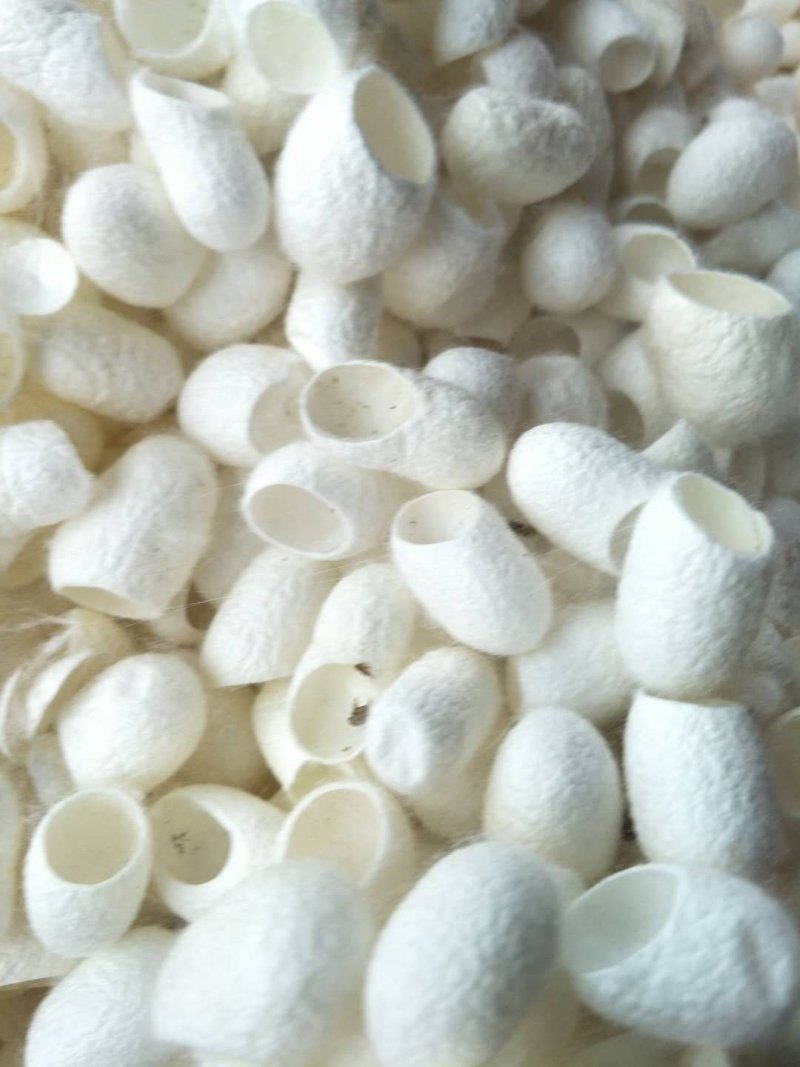 蚕茧，常年批发供应中药材，蚕茧壳，蚕衣