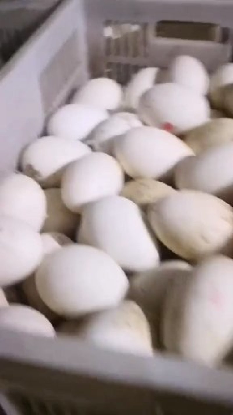 雁鹅种蛋