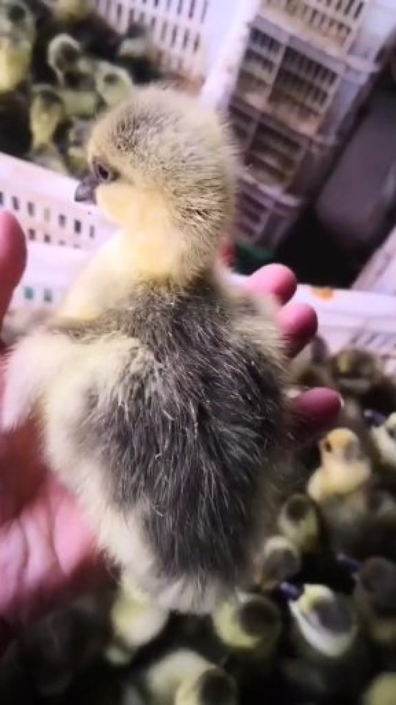 雁鹅种蛋