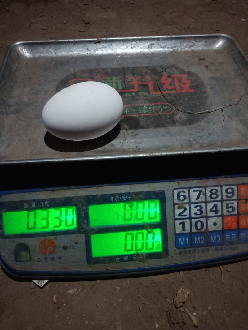 雁鹅种蛋