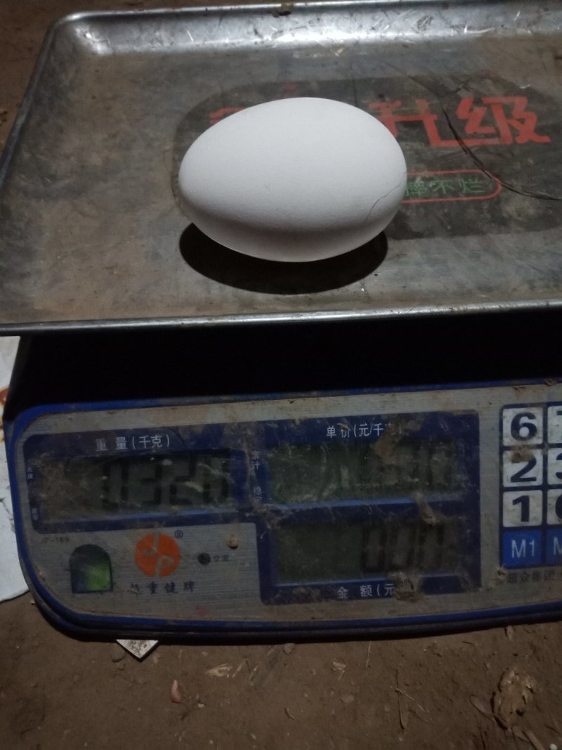 雁鹅种蛋