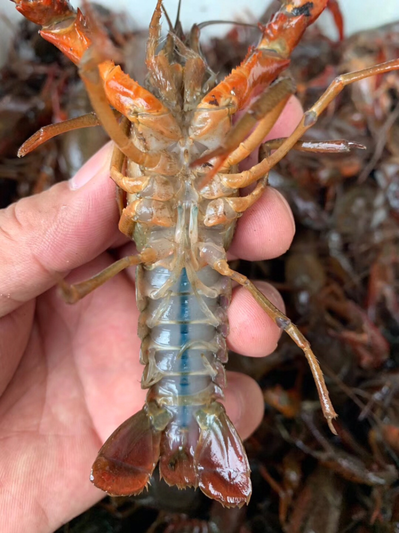 小龙虾批发