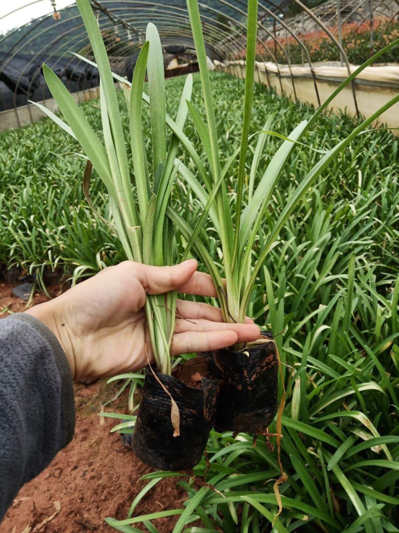 百子莲小杯苗，百子莲小苗，云南白子莲苗圃直销，苗木花卉