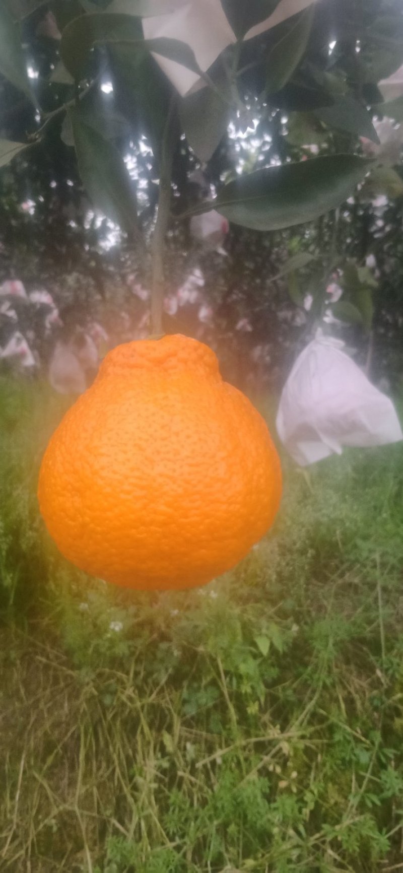 不知火商品果