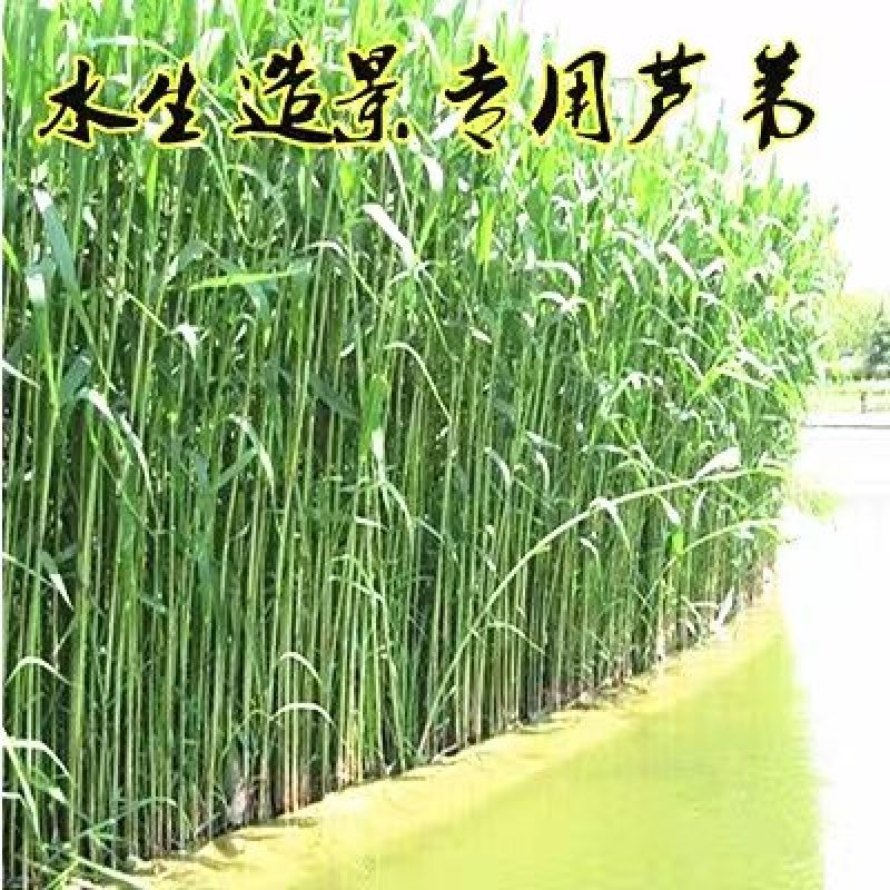 芦苇芦苇苗根苗水生植物净化污水水质池塘绿化岸