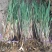 芦苇芦苇苗根苗水生植物净化污水水质池塘绿化岸