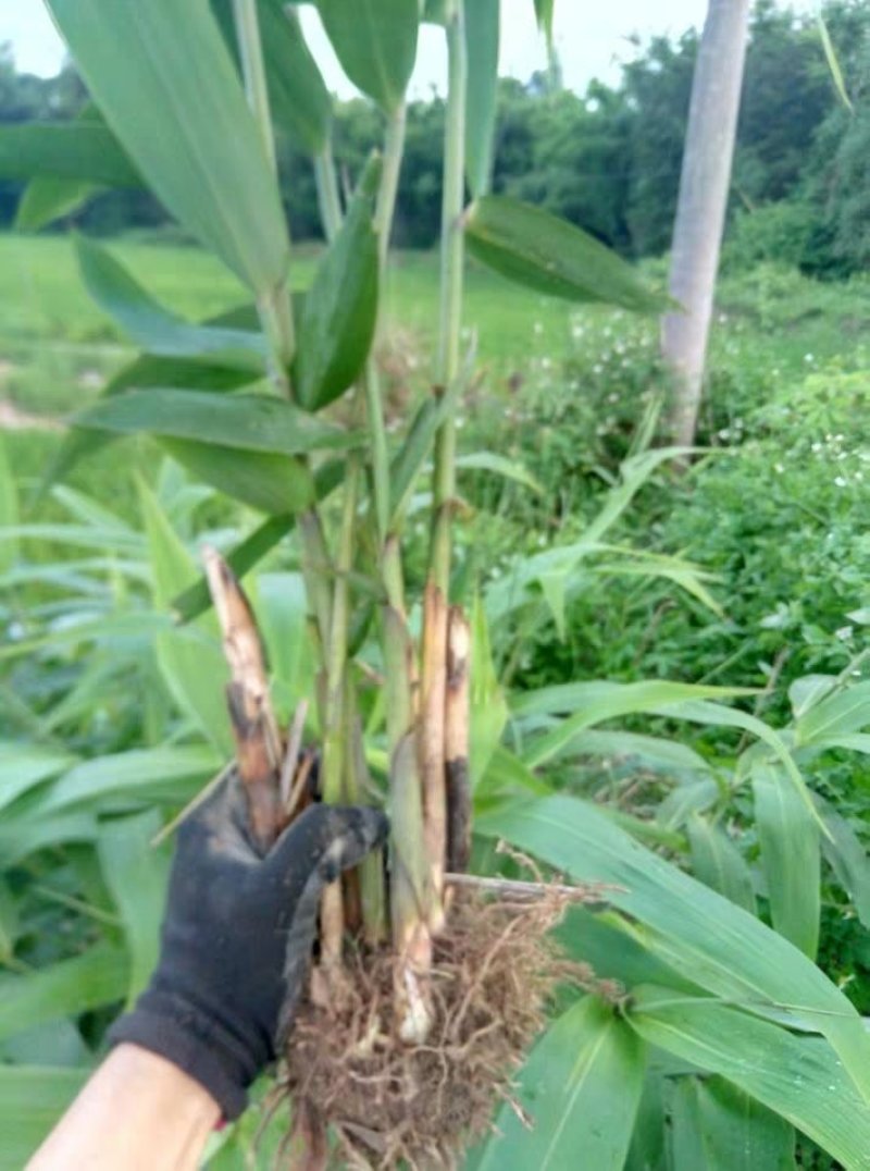 芦苇芦苇苗根苗水生植物净化污水水质池塘绿化岸