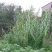 芦苇芦苇苗根苗水生植物净化污水水质池塘绿化岸