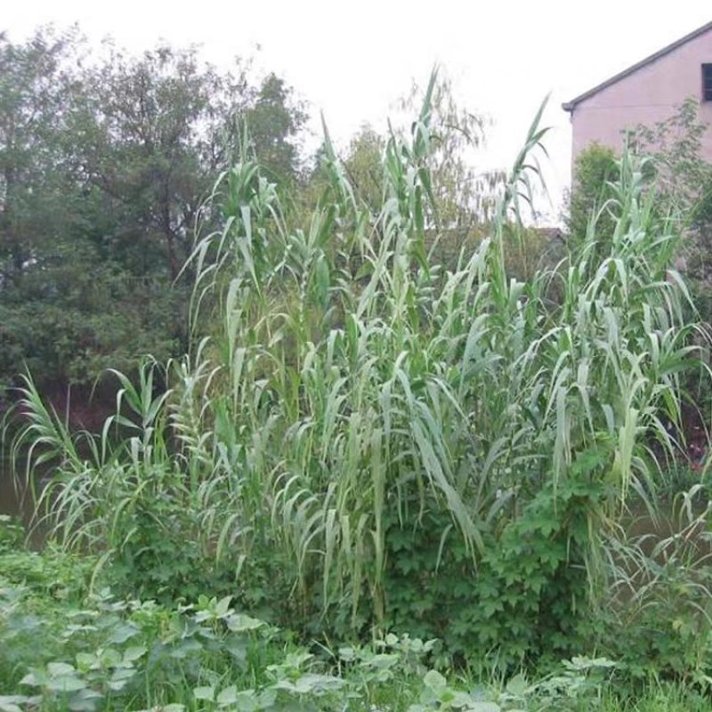芦苇芦苇苗根苗水生植物净化污水水质池塘绿化岸
