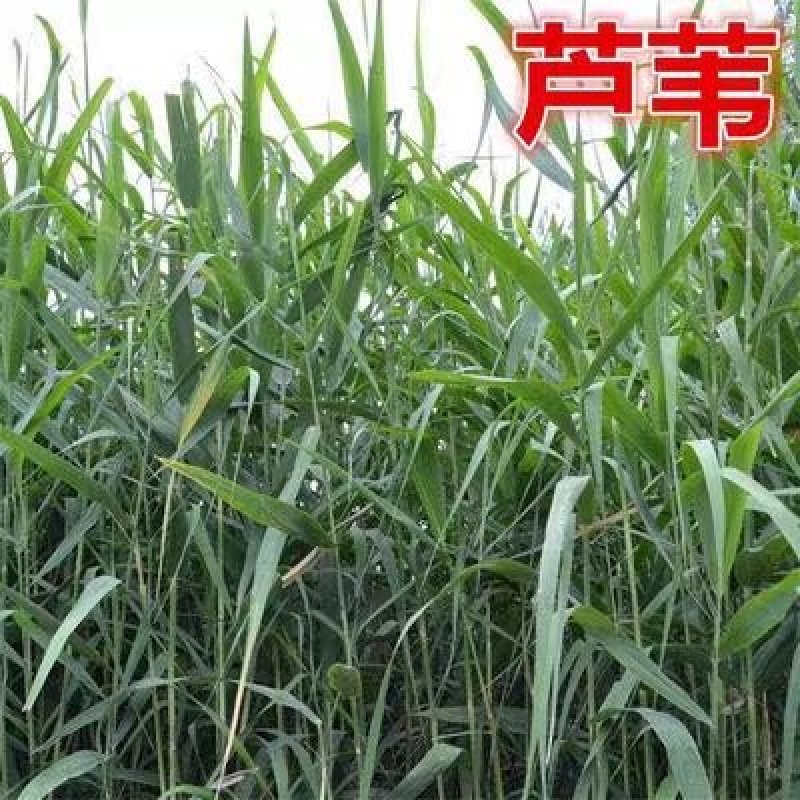 芦苇芦苇苗根苗水生植物净化污水水质池塘绿化岸