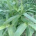 芦苇芦苇苗根苗水生植物净化污水水质池塘绿化岸