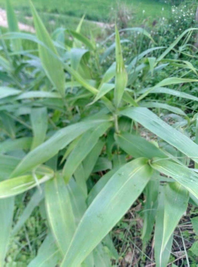 芦苇芦苇苗根苗水生植物净化污水水质池塘绿化岸