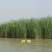 芦苇芦苇苗根苗水生植物净化污水水质池塘绿化岸