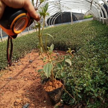 巴西野牡丹杯苗，云南巴西野牡丹基地直销，绿化苗木巴西野牡