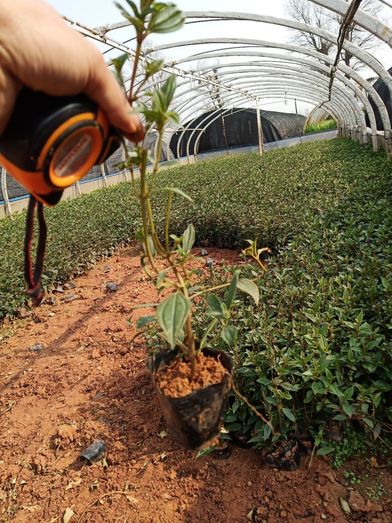 巴西野牡丹杯苗，云南巴西野牡丹基地直销，绿化苗木巴西野牡