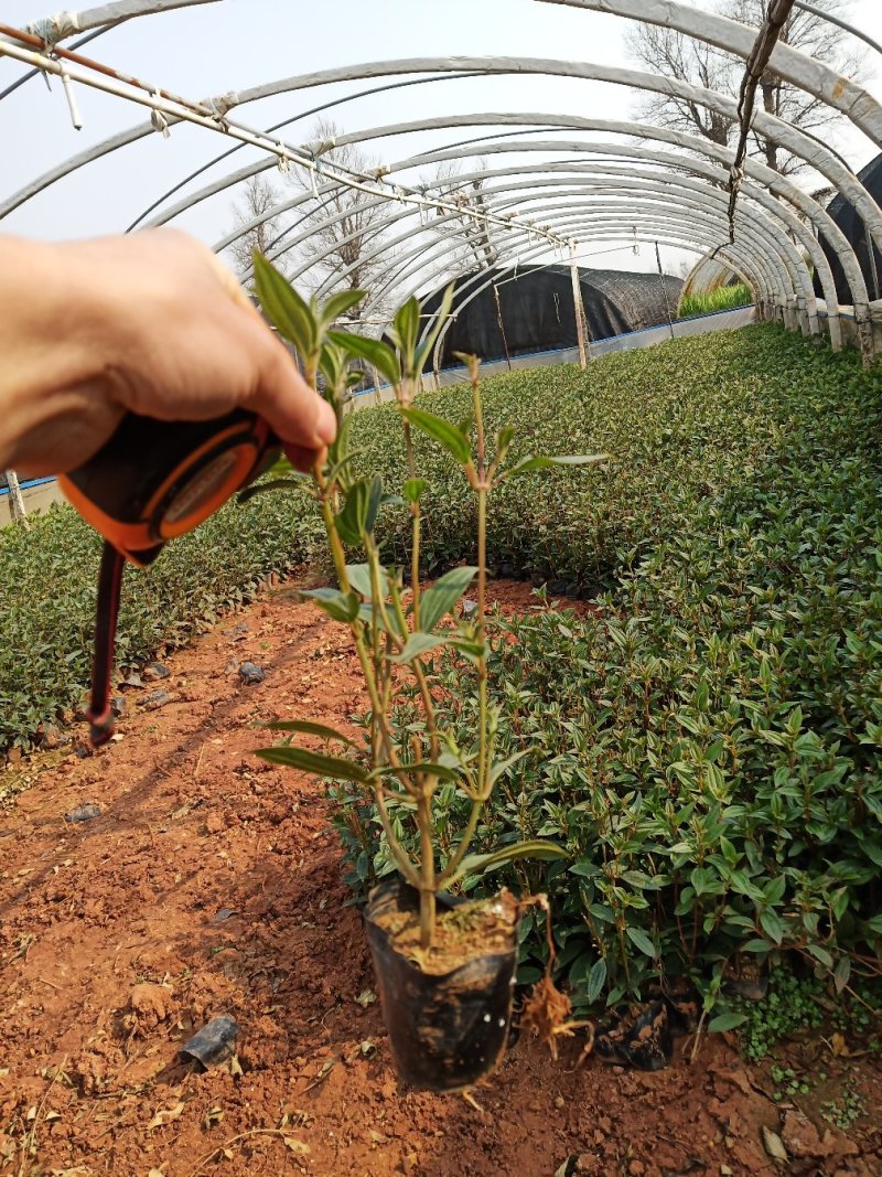 巴西野牡丹杯苗，云南巴西野牡丹基地直销，绿化苗木巴西野牡