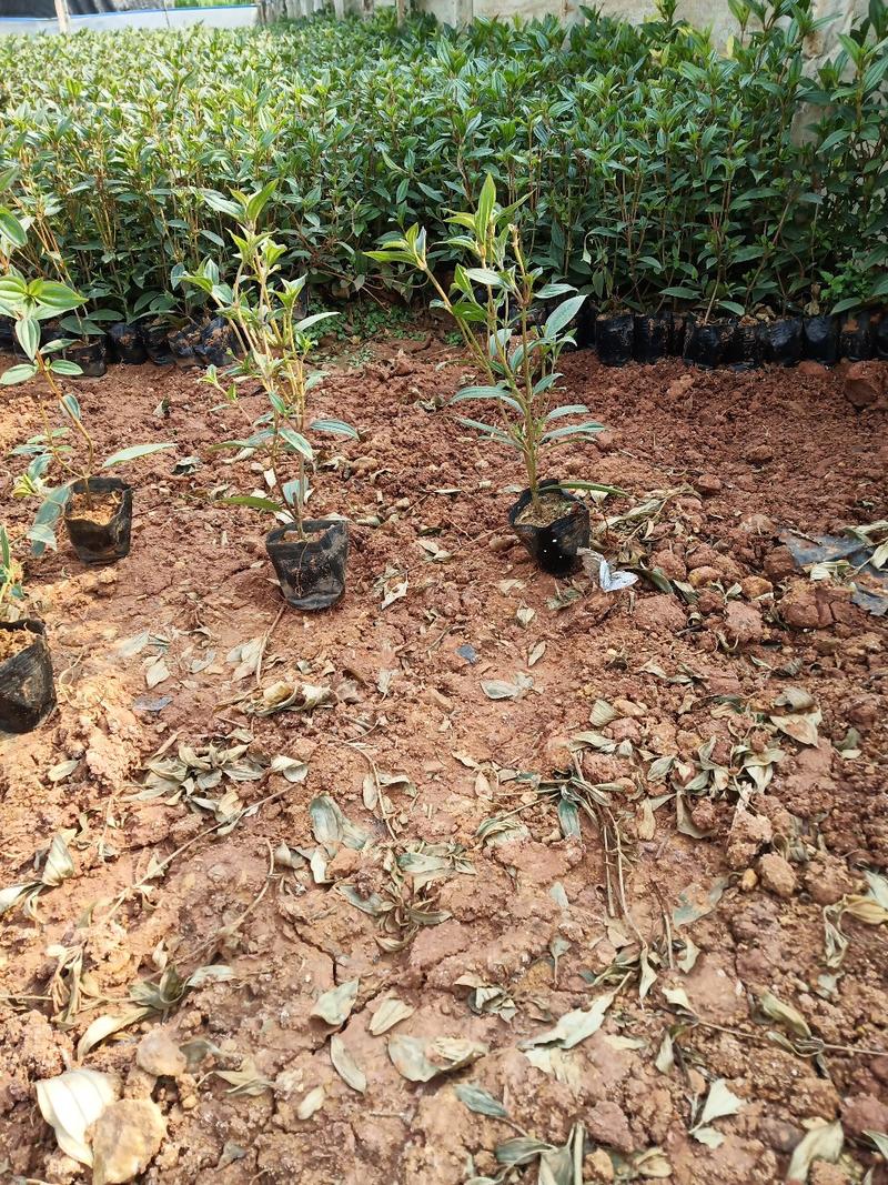 巴西野牡丹杯苗，云南巴西野牡丹基地直销，绿化苗木巴西野牡