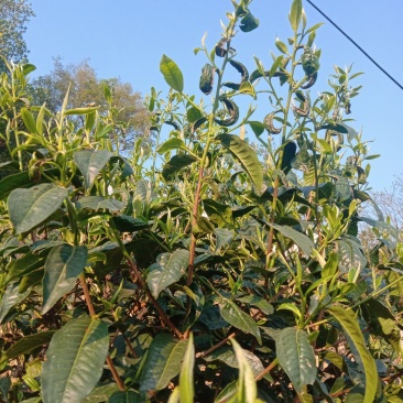 古树大叶茶