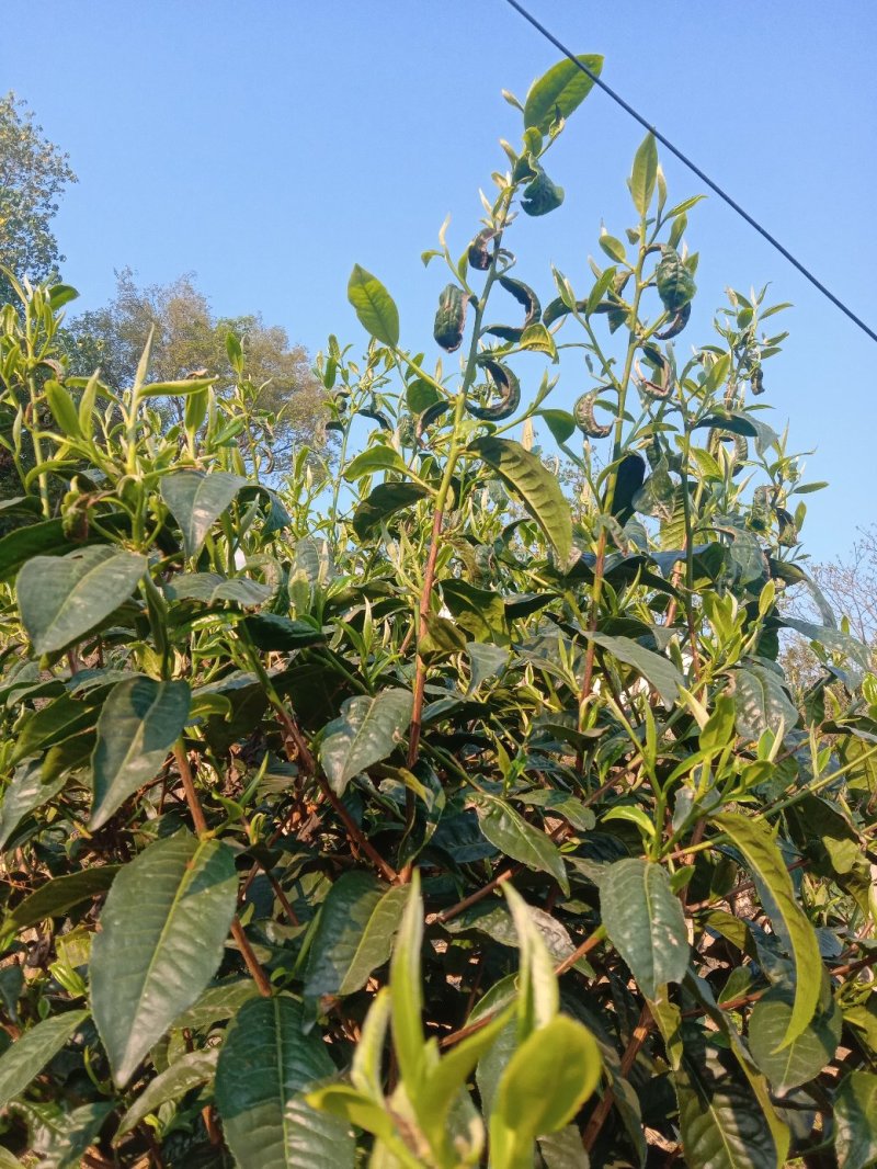 古树大叶茶