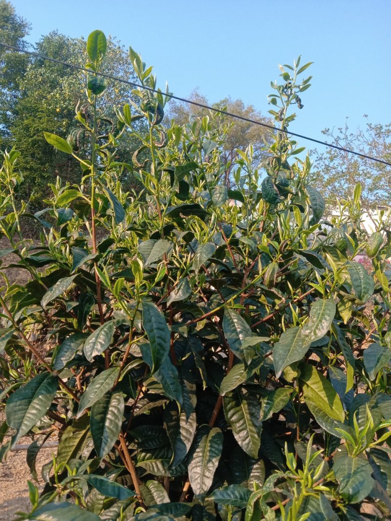 古树大叶茶