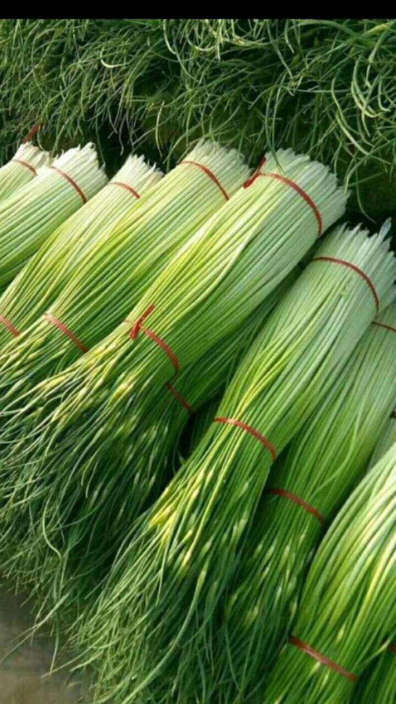 蒜苔优质红帽，白帽蒜薹即将大量上市，货源充足，产地直供，