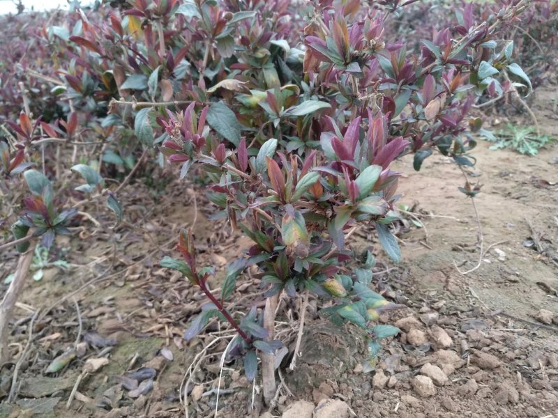 红色金银花树，两年苗，三年苗四年苗