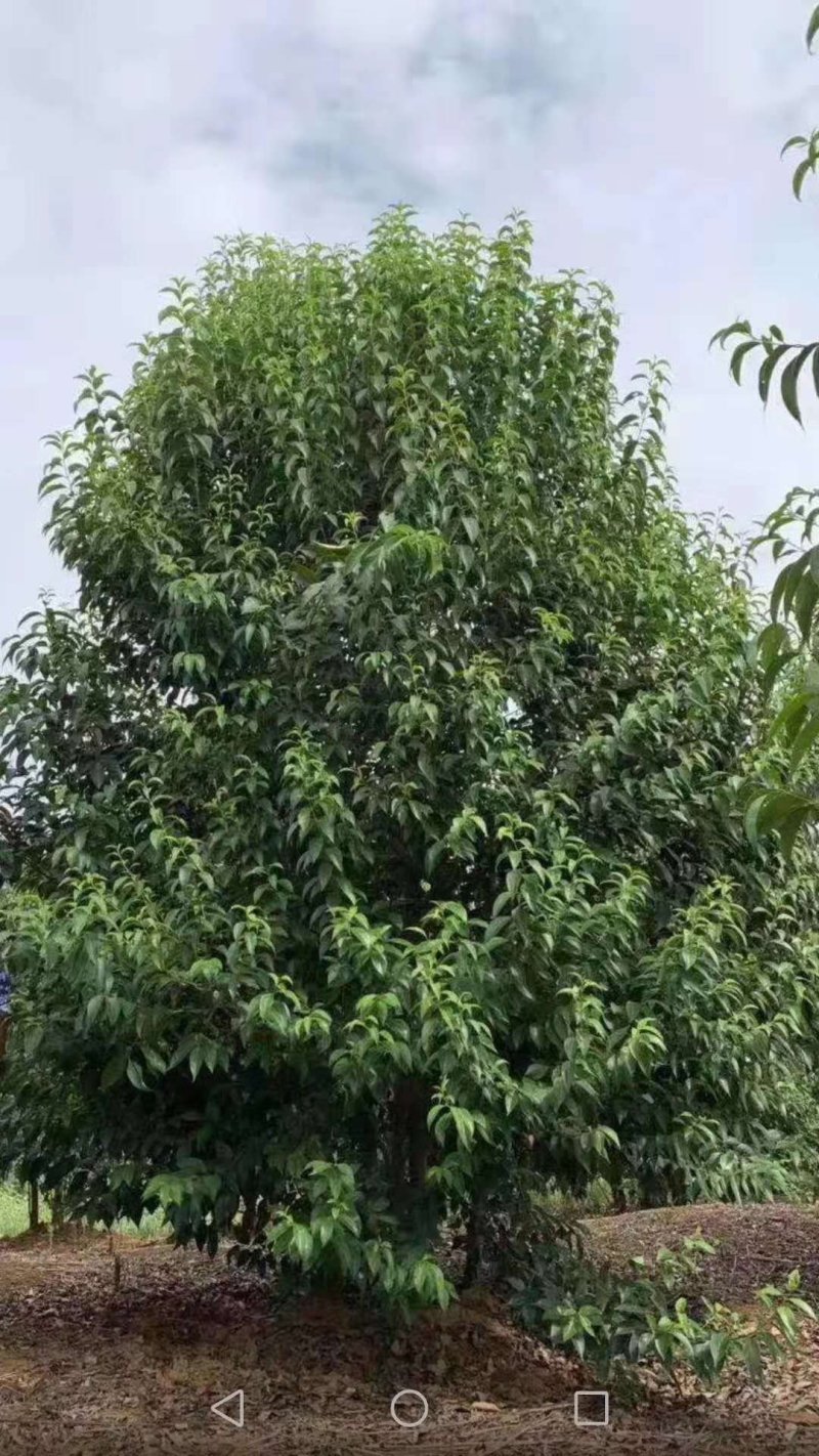 大叶女贞，小叶女贞，丛生女贞，