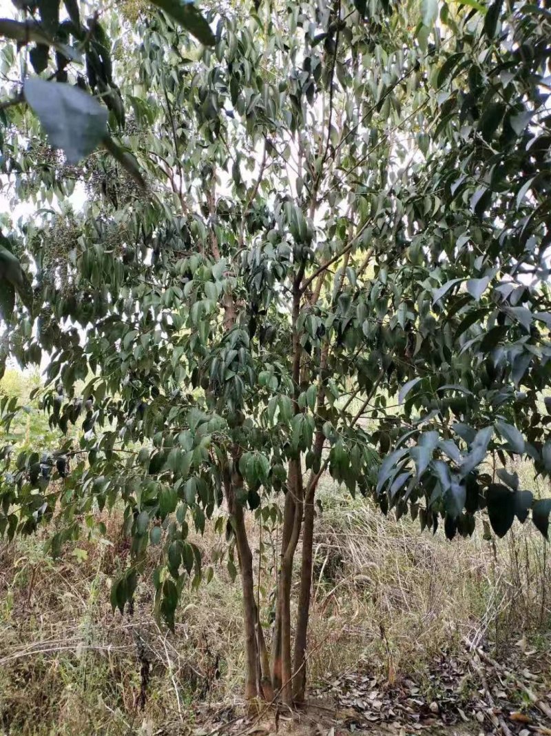 大叶女贞，小叶女贞，丛生女贞，