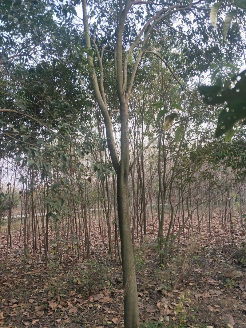 大叶女贞，小叶女贞，丛生女贞，