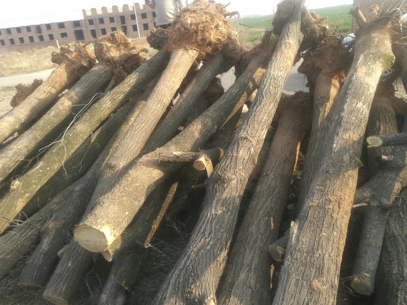 大量供应15至30公分2-3年冠发帽国槐实地照片欢迎选购