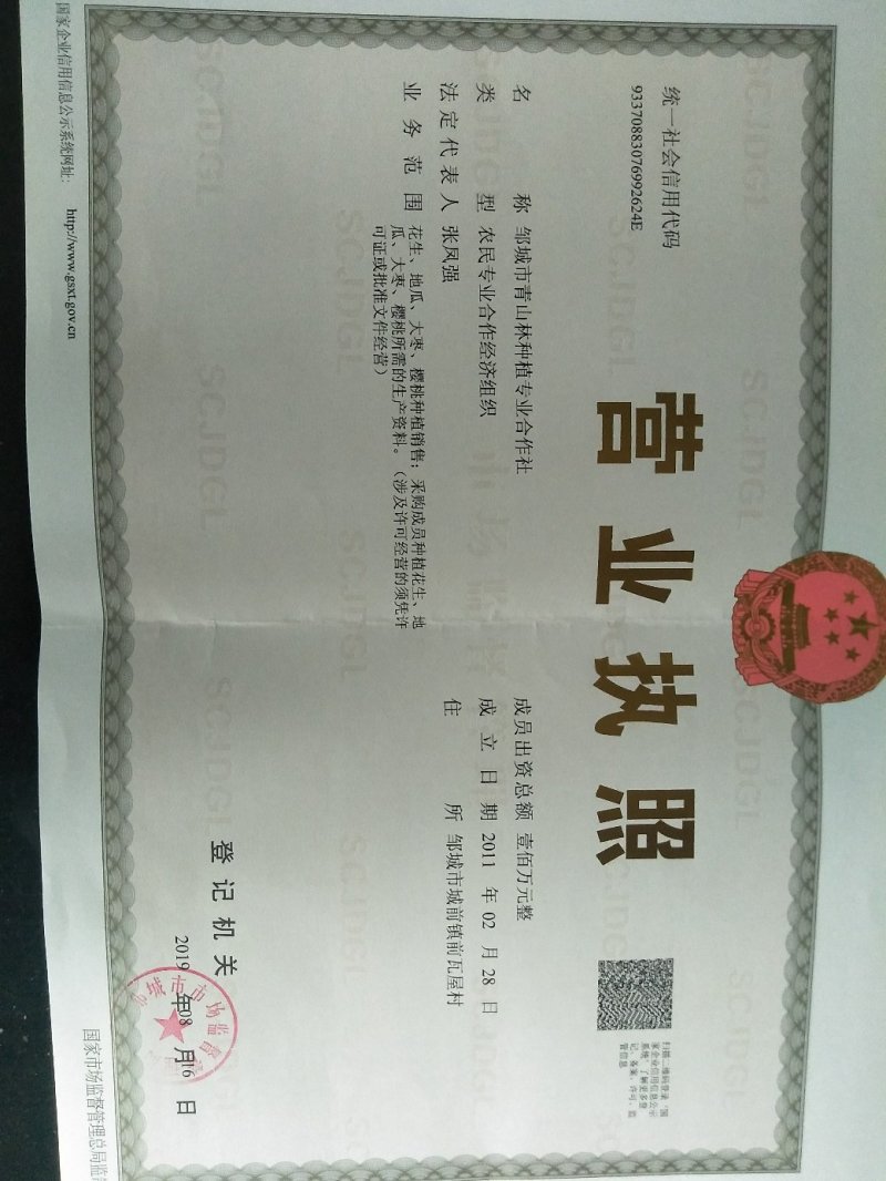紫薯苗紫罗兰，济25，26，21，