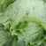 球生菜