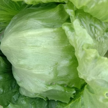 球生菜