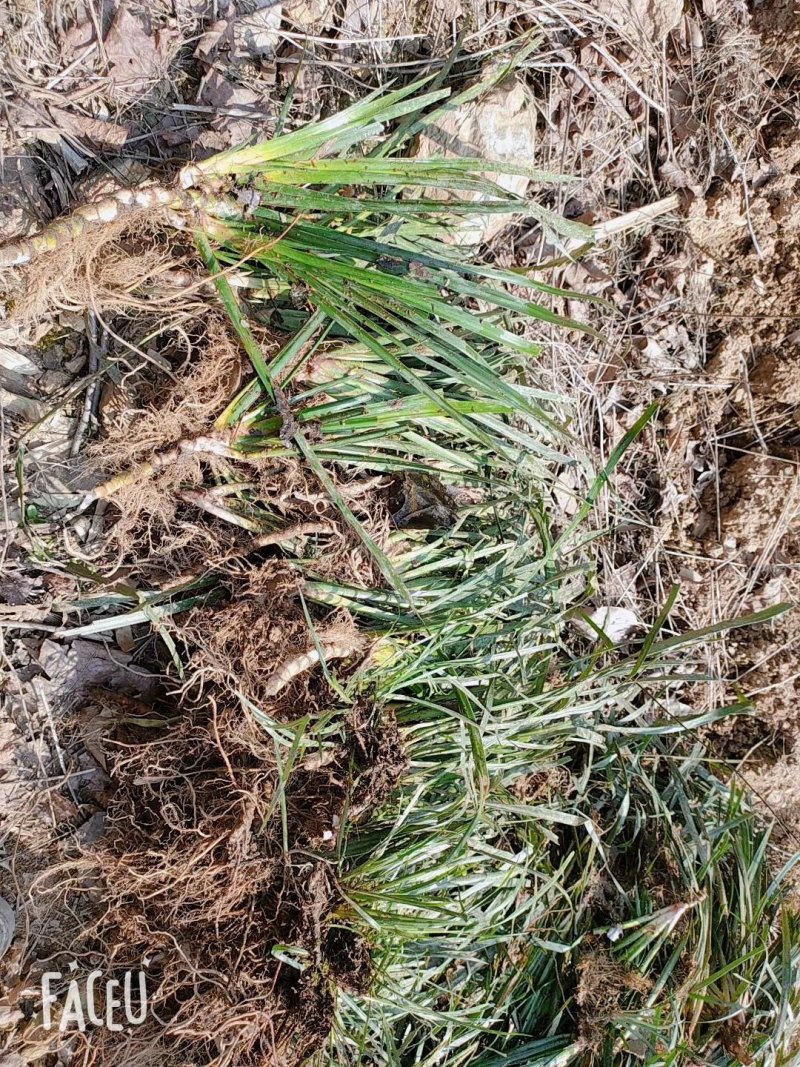 皖南宽叶石菖蒲种苗安徽石菖蒲苗石菖蒲种苗