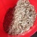 油炸面粉小白肖鱼质量保证