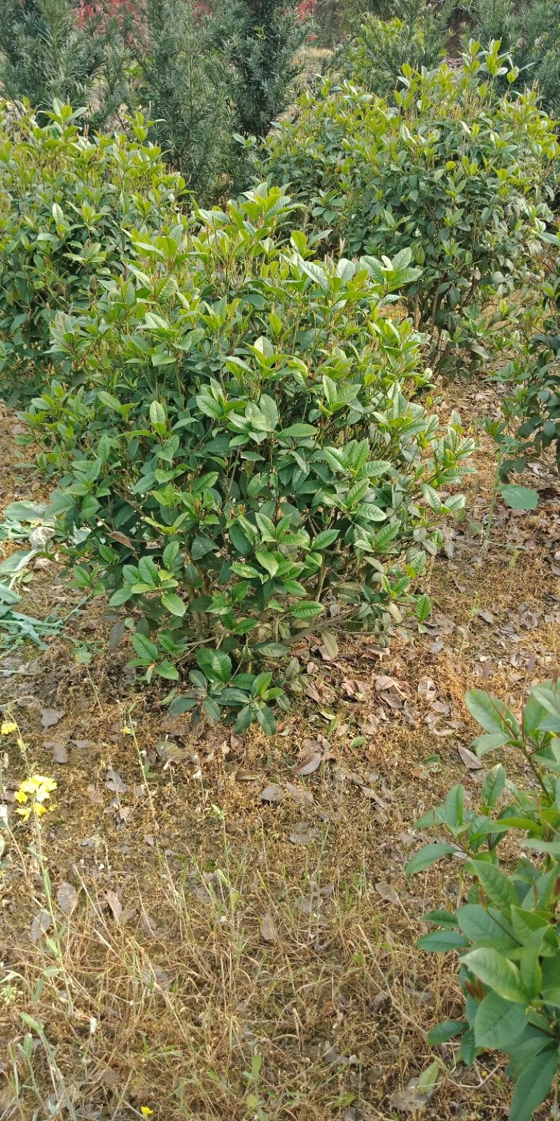四季桂地苗，绿化苗木地苗