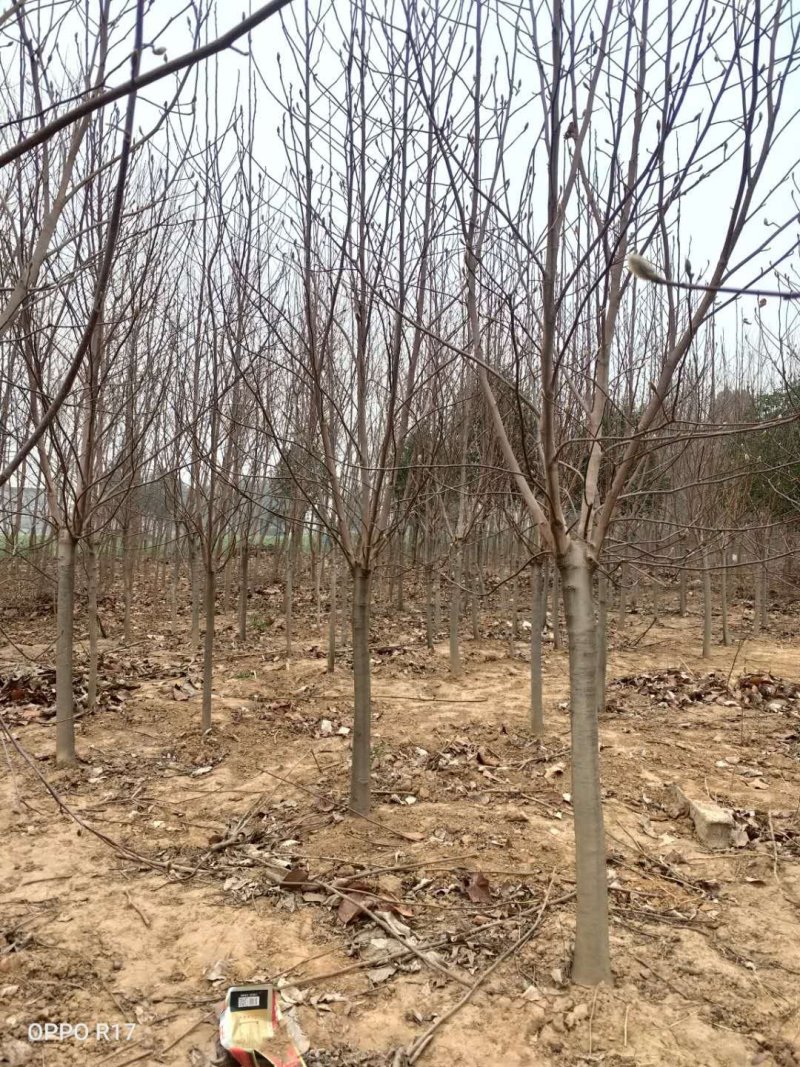 5至20公分精品红玉兰基地直供，玉兰之乡长期合作