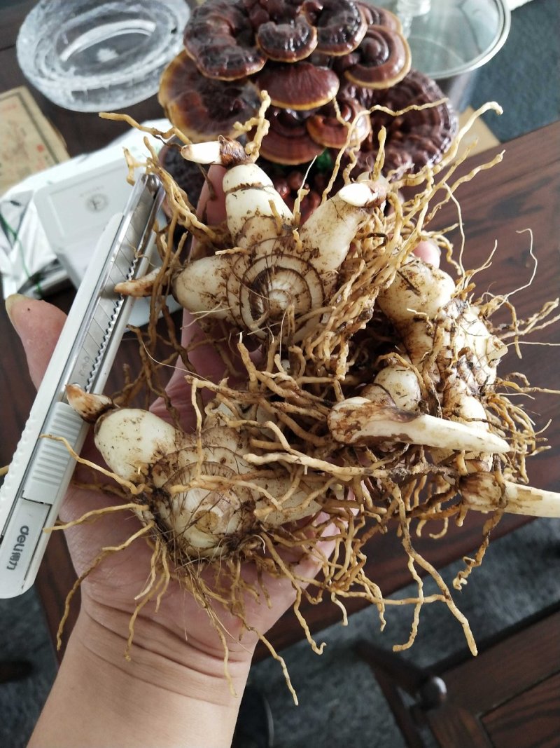 安徽紫花宽叶三叉白芨种苗白芨苗白芨种苗白芨种植
