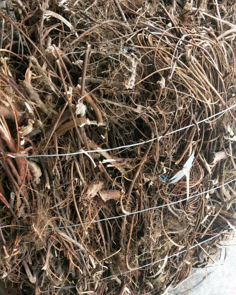 牛奶根
