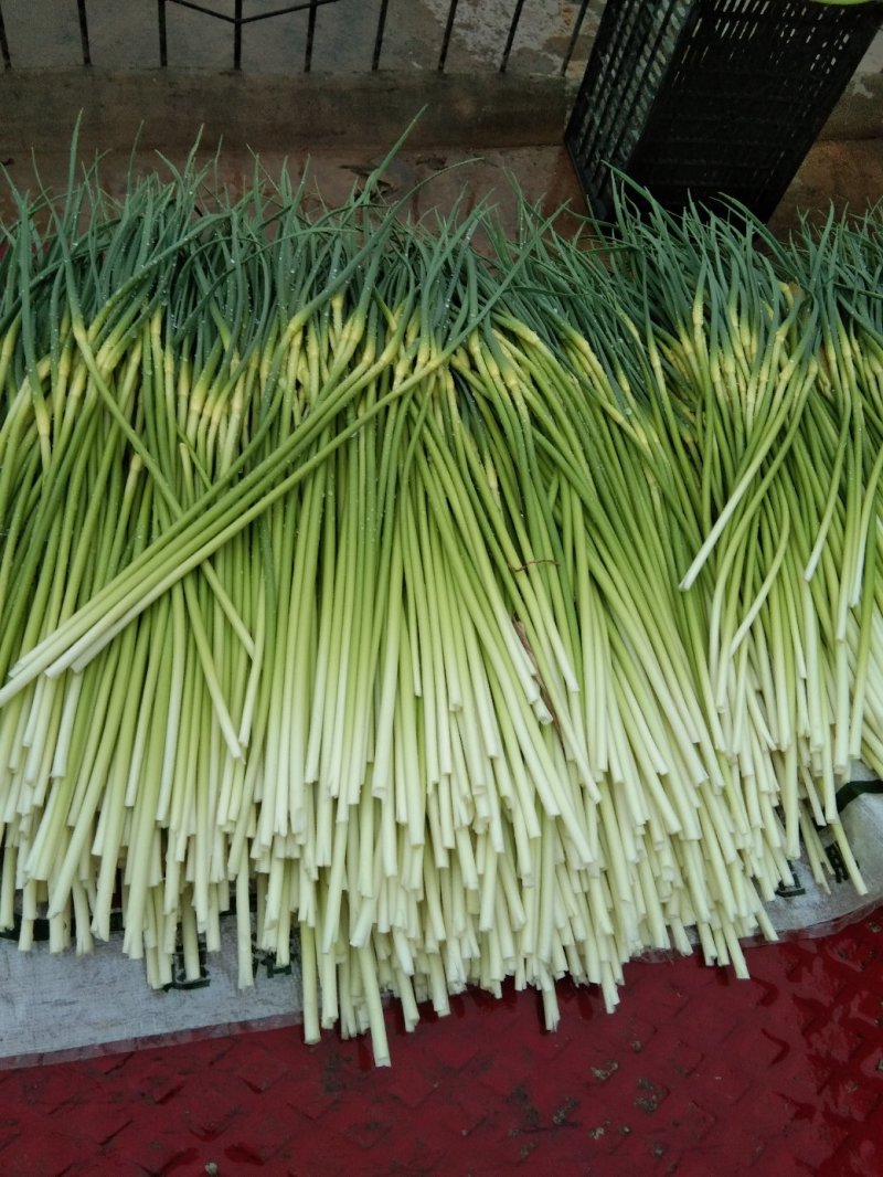 蒜薹