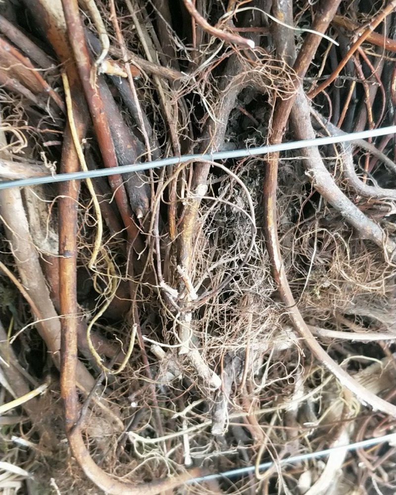 牛奶根