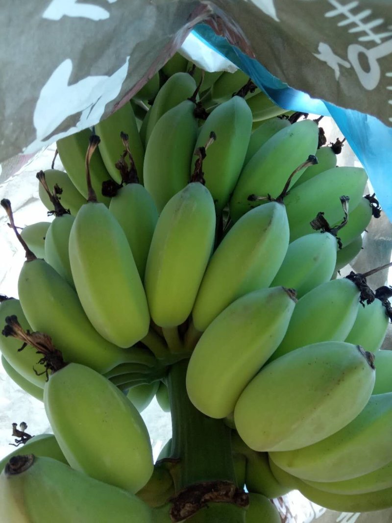 芭西香蕉