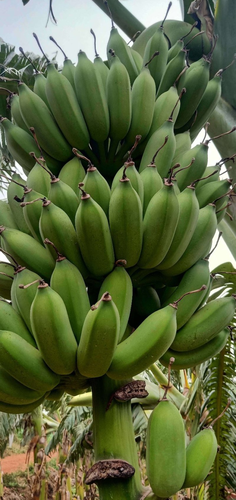 芭西香蕉