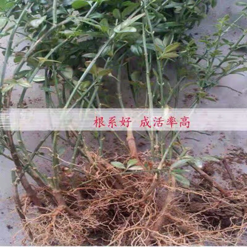 迎春花免费包邮规格齐全全部现挖现卖量大提供发票