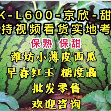 《包熟包甜》《西瓜》包熟包甜《红玉西瓜》《早春红玉西瓜》