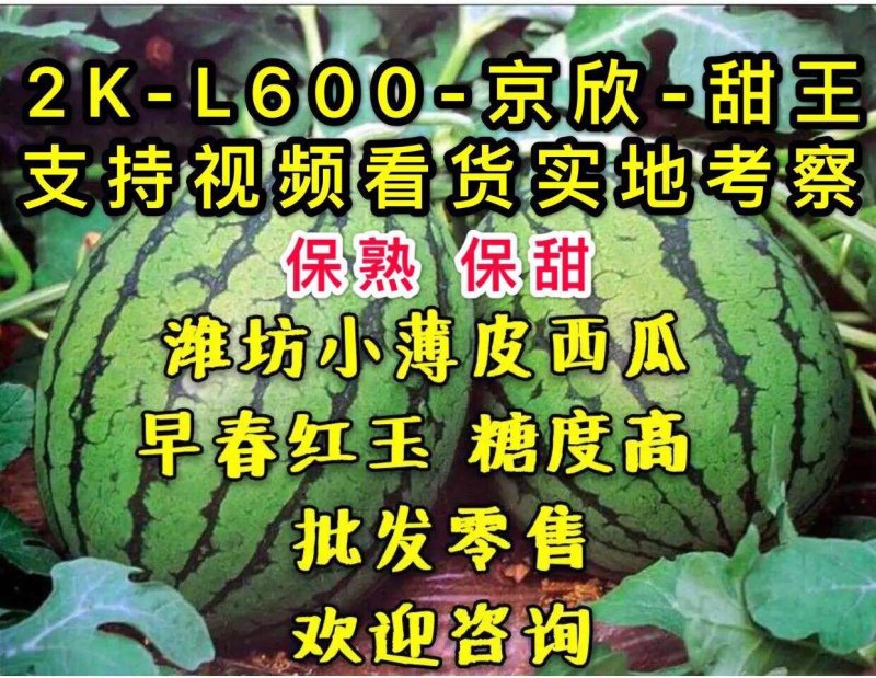 《包熟包甜》《西瓜》包熟包甜《红玉西瓜》《早春红玉西瓜》