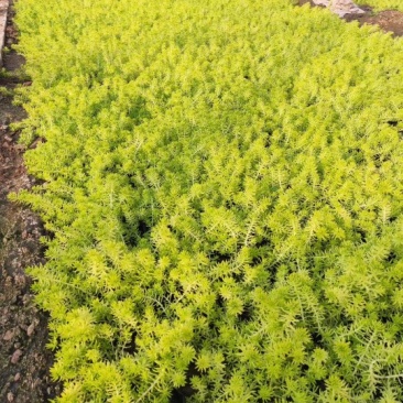 金叶绿叶佛甲草基地直发。量大从优。