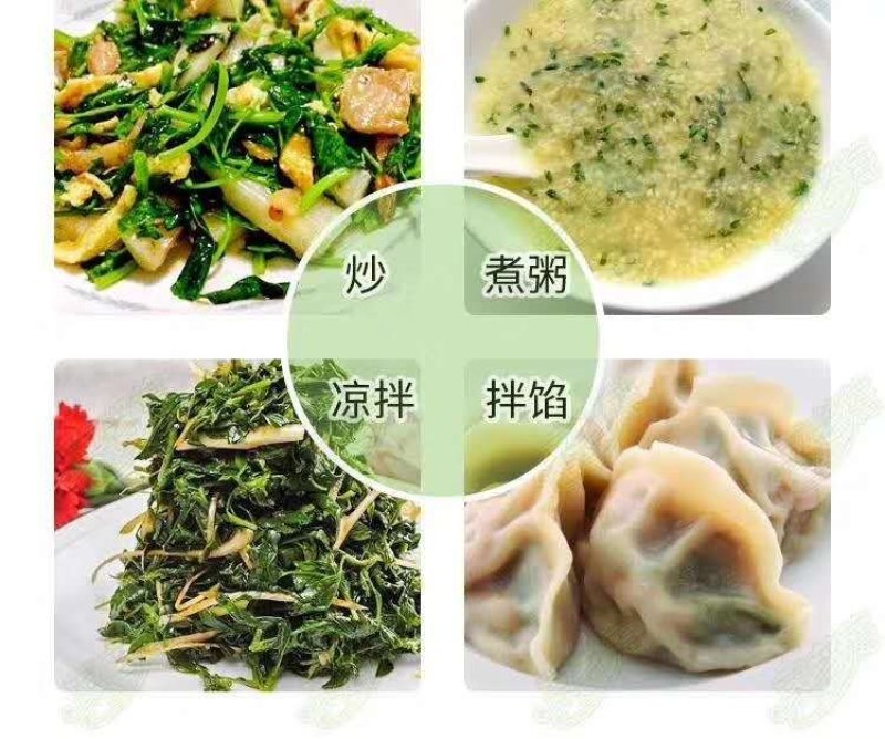 速冻脱水苜蓿鲜菜尖速冻苜蓿脱水苜蓿