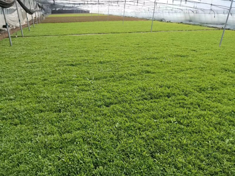 五色草。杯苗穴盘苗。山东基地常年供应优质草花