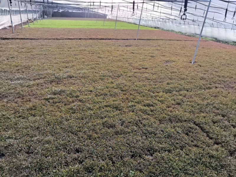 五色草。杯苗穴盘苗。山东基地常年供应优质草花